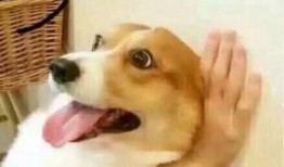 网红吃瓜狗子是谁啊图片,揭秘网络红人的萌宠魅力